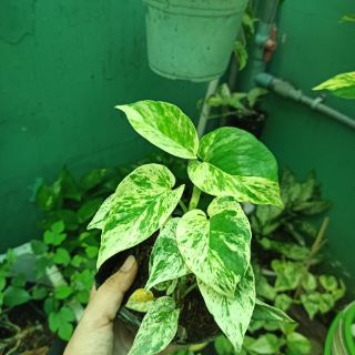 Trầu bà cẩm thạch