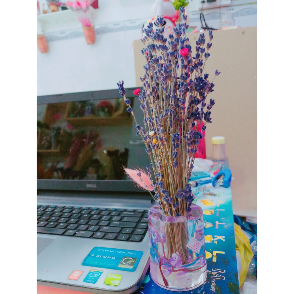 Lo hoa Lavender