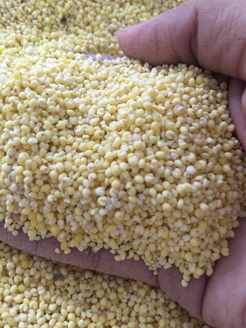 1Kg Hạt Kê Nếp Vàng  cho bé ăn dặm, làm sữa hạt