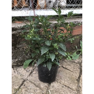 Cây ớt Chiltepin