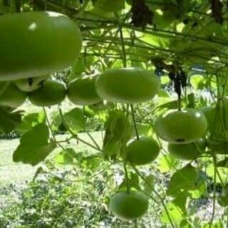 5 hạt giống bầu tròn