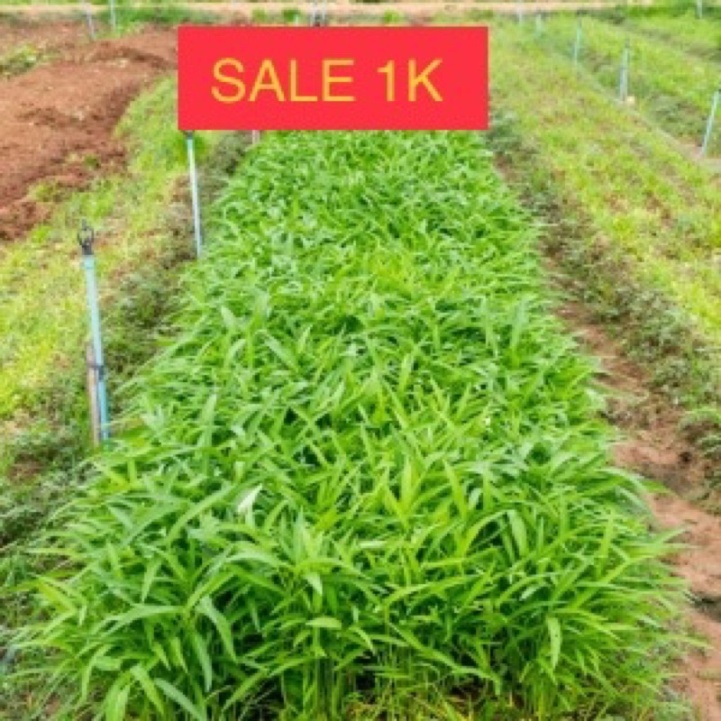 (SALE 1k) 100 Hạt giống rau muống lá tre