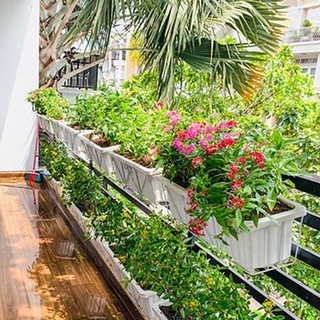 Chậu nhựa chữ nhật có móc sắt treo ban công