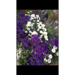 chậu thạch thảo 3  màu trắng  đỏ , tím