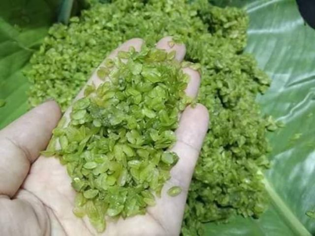 1 KG CỐM TÚ LỆ_TINH HOA MÙA LÚA CHÍN