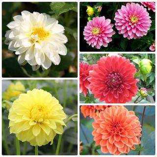 20 Hạt giống Hoa thược Dược Nhiều màu [CHẤT LƯỢNG]