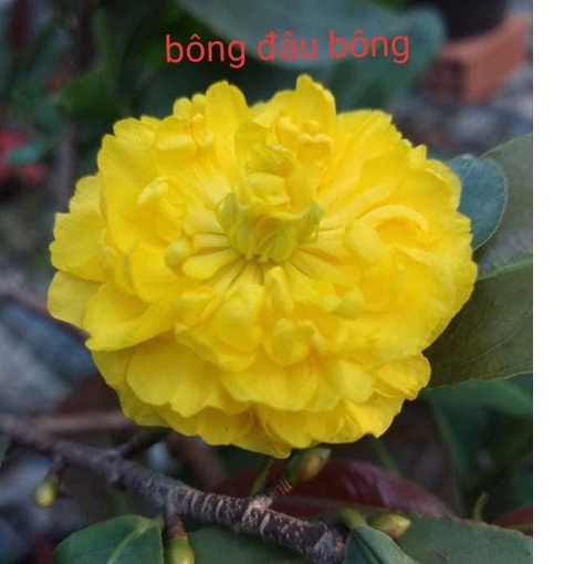 Cây mai cúc 2 tầng