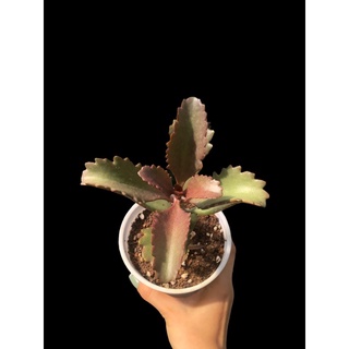 SEN ĐÁ ĐỎ HỌ SỐNG ĐỜI (Kalanchoe sexangularis)