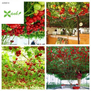 Hạt giống cà chua bạch tuột