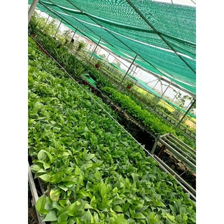 Cây trầu bà thủy sinh,vạn niên thanh (kèm chậu nhựa trắng trong suốt) SLL*45k