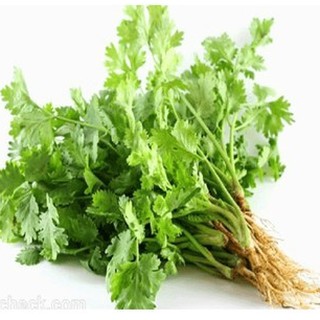 Hạt Giống Rau Mùi Cồn Tía