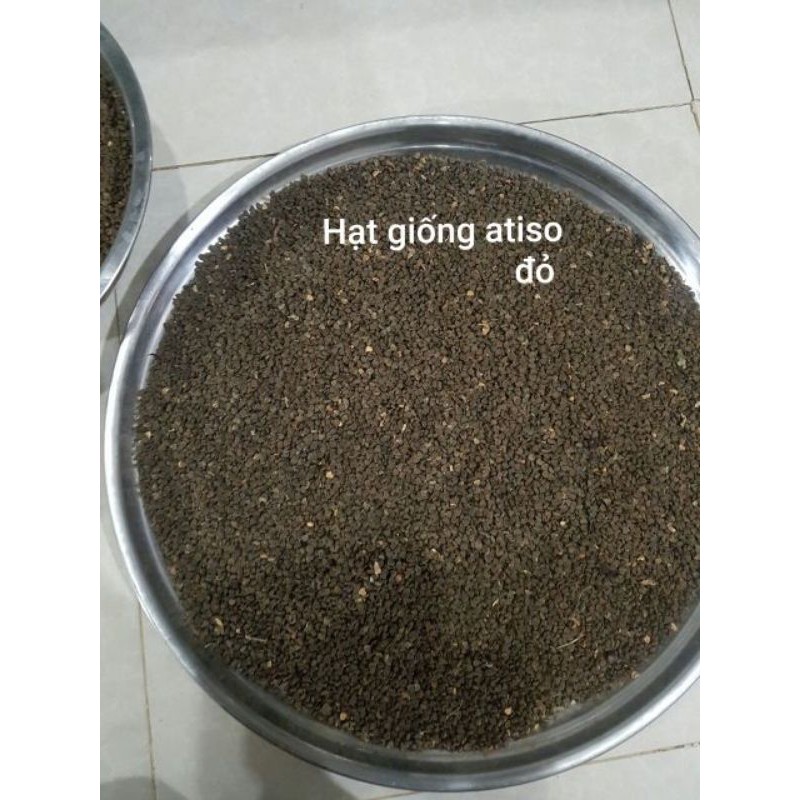 Hạt giống hoa Atiso đỏ