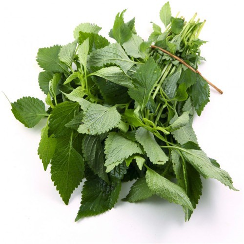 Hạt Giống Rau Kinh Giới, Hàng F1, Dễ Trồng, Thu Hoạch Quanh Năm (Gói 1 Gr) HPgarden