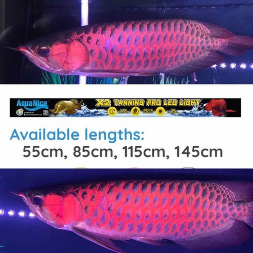 Đèn Aqua Nice 85cm X2 Tanning Pro Light - Hồng