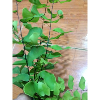Dương xỉ Tóc thần Philippin (Ráng nguyệt xỉ Philippin)