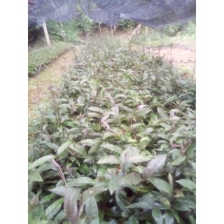 Cây Giống Ba Kích Tím