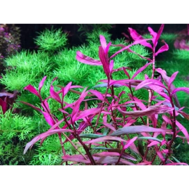 cây thủy sinh nghể đỏ_sao paulo