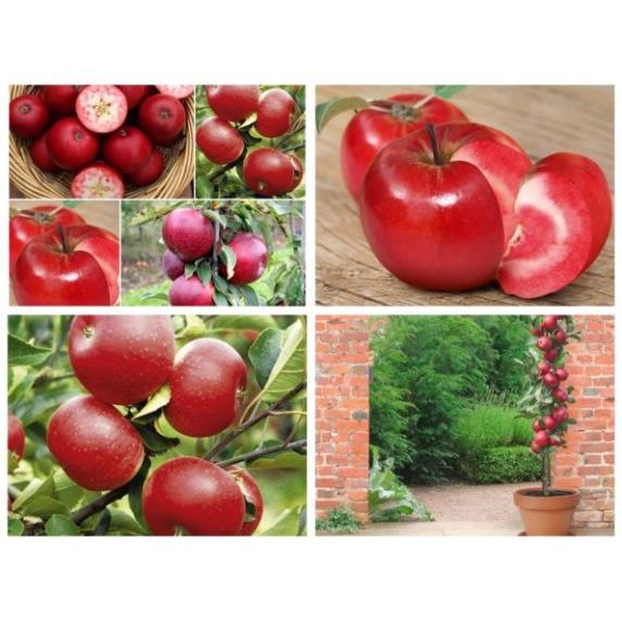 HẠT GIỐNG TÁO RUỘT ĐỎ REDLOVE - CÂY TÁO RUỘT ĐỎ ĐẾN MÙA TRỒNG TẾT 15 HẠT