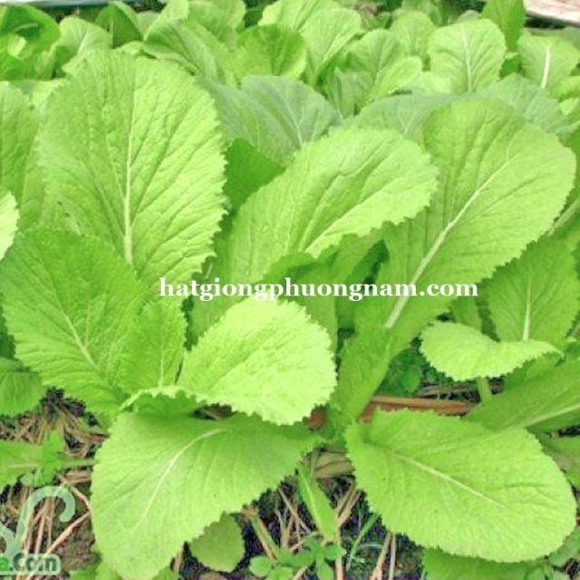 Hạt cải xanh mỡ cao sản ( cải canh)