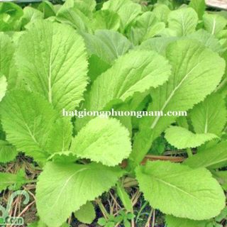 Hạt cải xanh mỡ cao sản