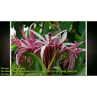 lá cây đại tướng quân (lá láng)