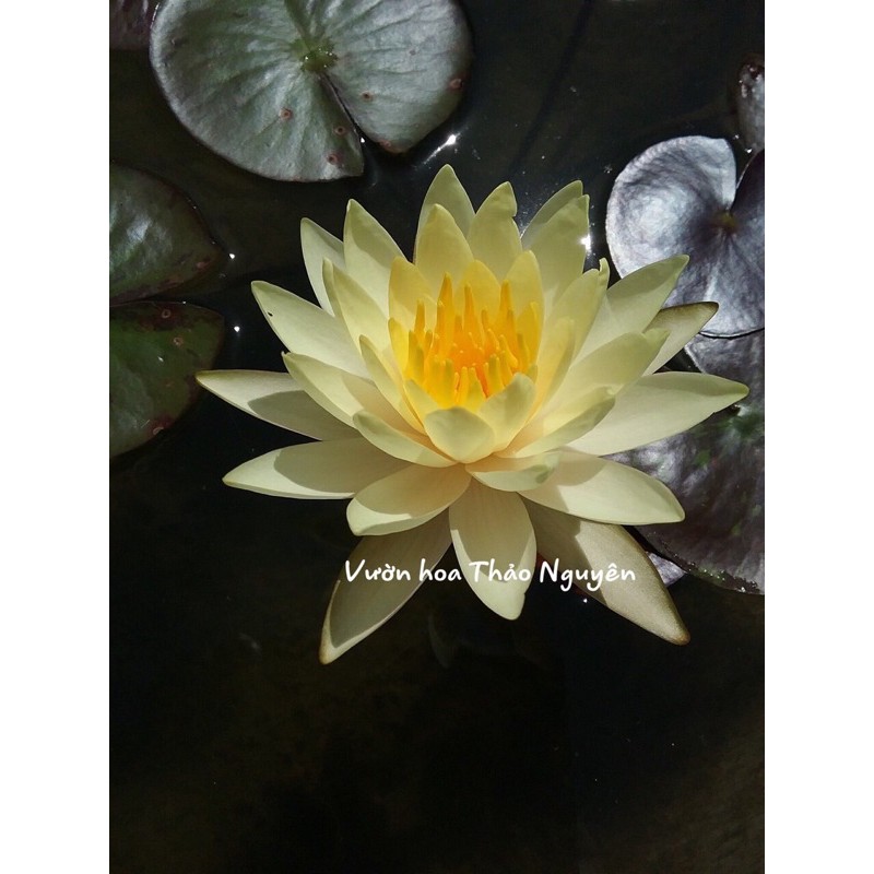 Cây hoa súng Thái Lan màu vàng trắng Đ-03