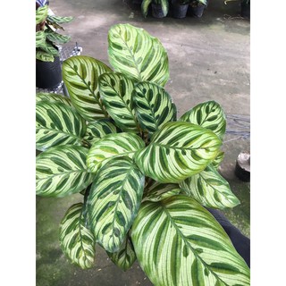 Cây đuôi công Calathea makoyana