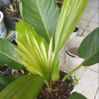 Cây cọ giống bầu đất