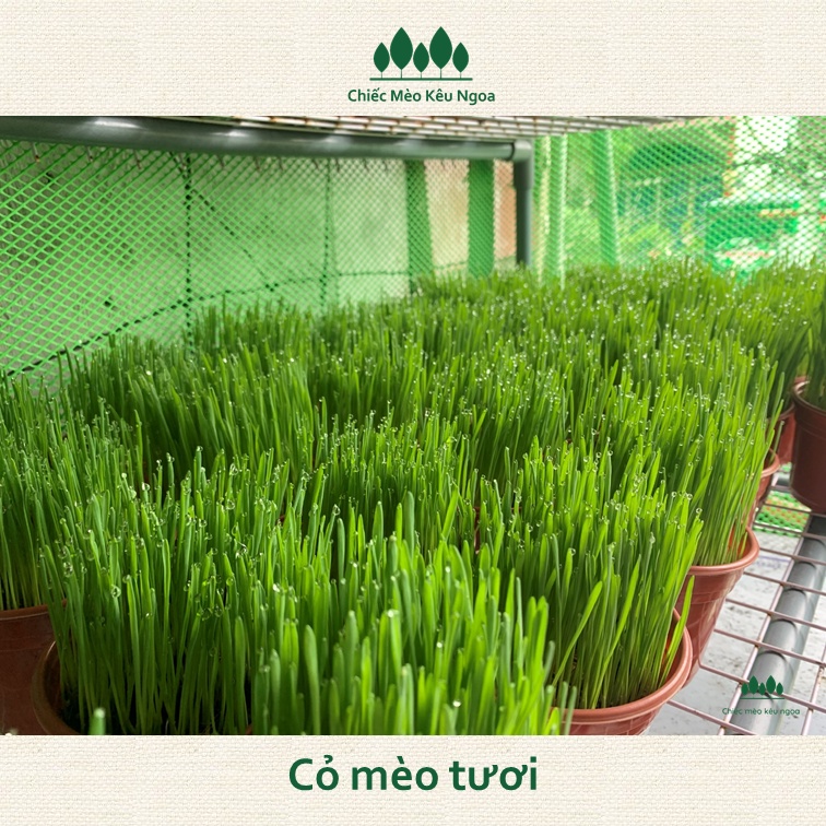 [HOẢ TỐC] Cỏ mèo tươi Benzy Nâu - Tiệm Mèo Moa