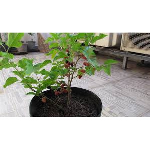 Chậu Cây Dâu Tằm đang siêu trái.