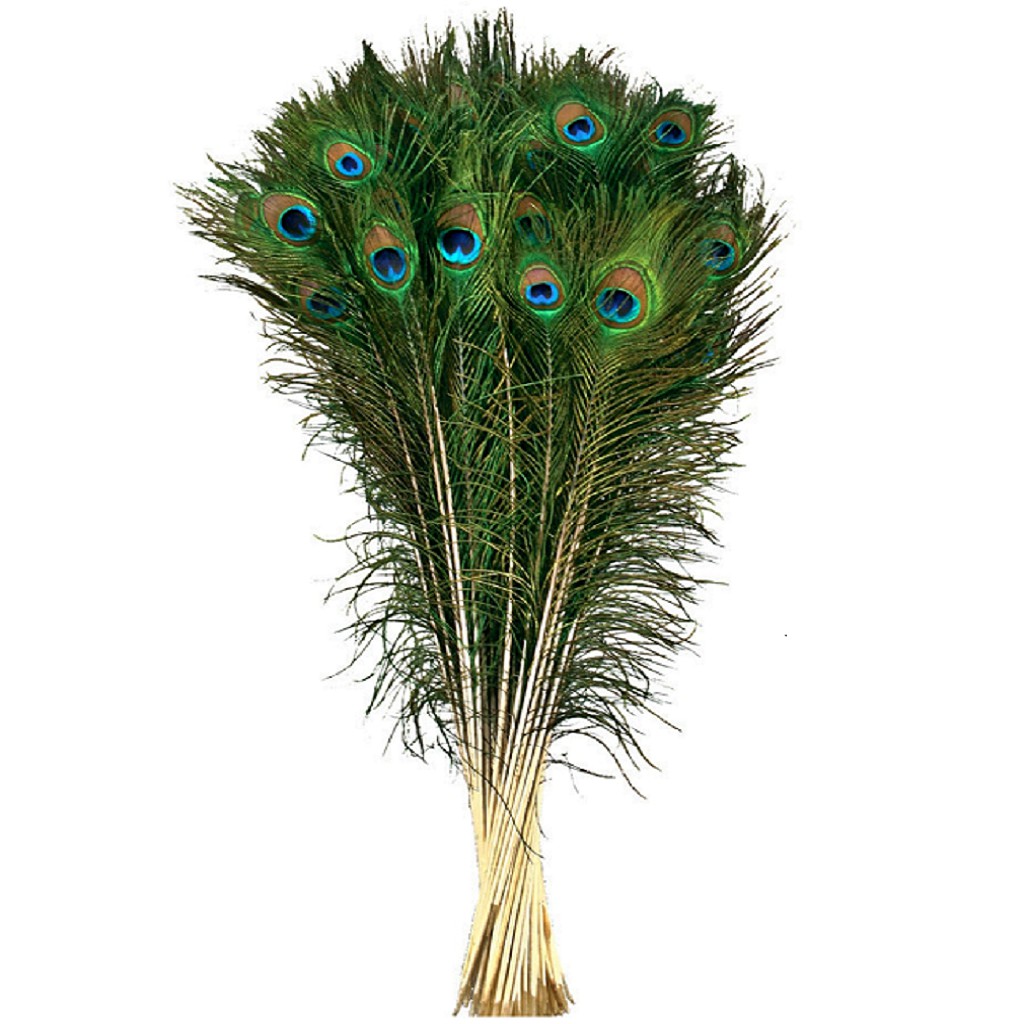 Lông công phong thủy LEVAN vượng khí, cầu tài, cầu lộc chiều dài 28-80cm | BigBuy360 - bigbuy360.vn