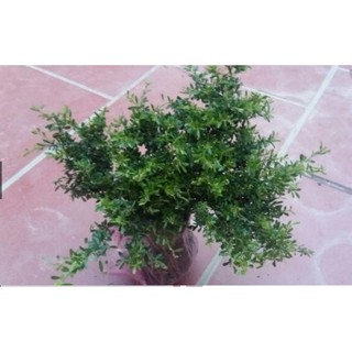 Cây hoa linh sam tím cây gửi đi ảnh cuối