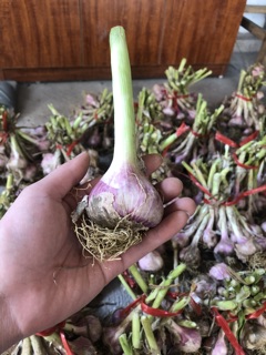 Tỏi ta tía Hoà Bình