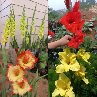 Củ Hoa Lay Ơn Chất Lượng Cao Đủ Màu