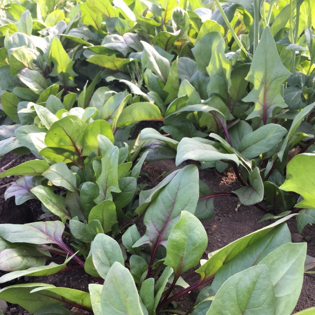 200 HẠT GIỐNG CẢI BÓ XÔI ĐỎ F1_ Nảy 99%
