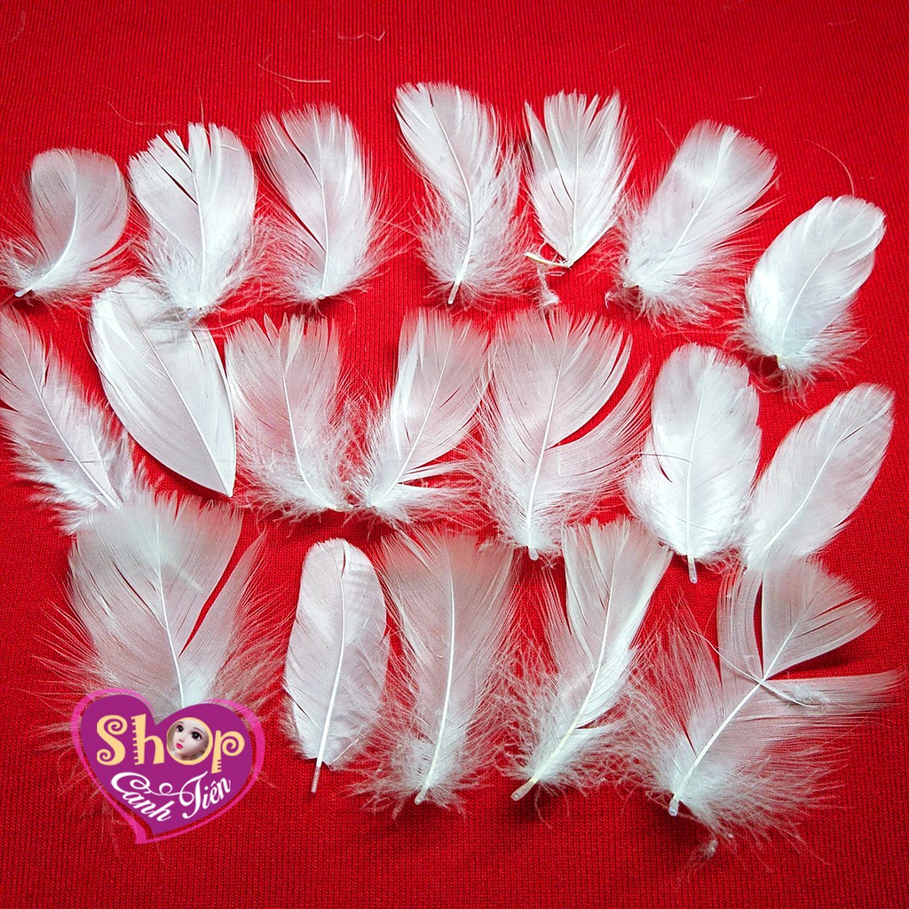 100c Lông vũ Trắng làm Dreamcatcher, Chụp ảnh sản phẩm, trang trí thủ công