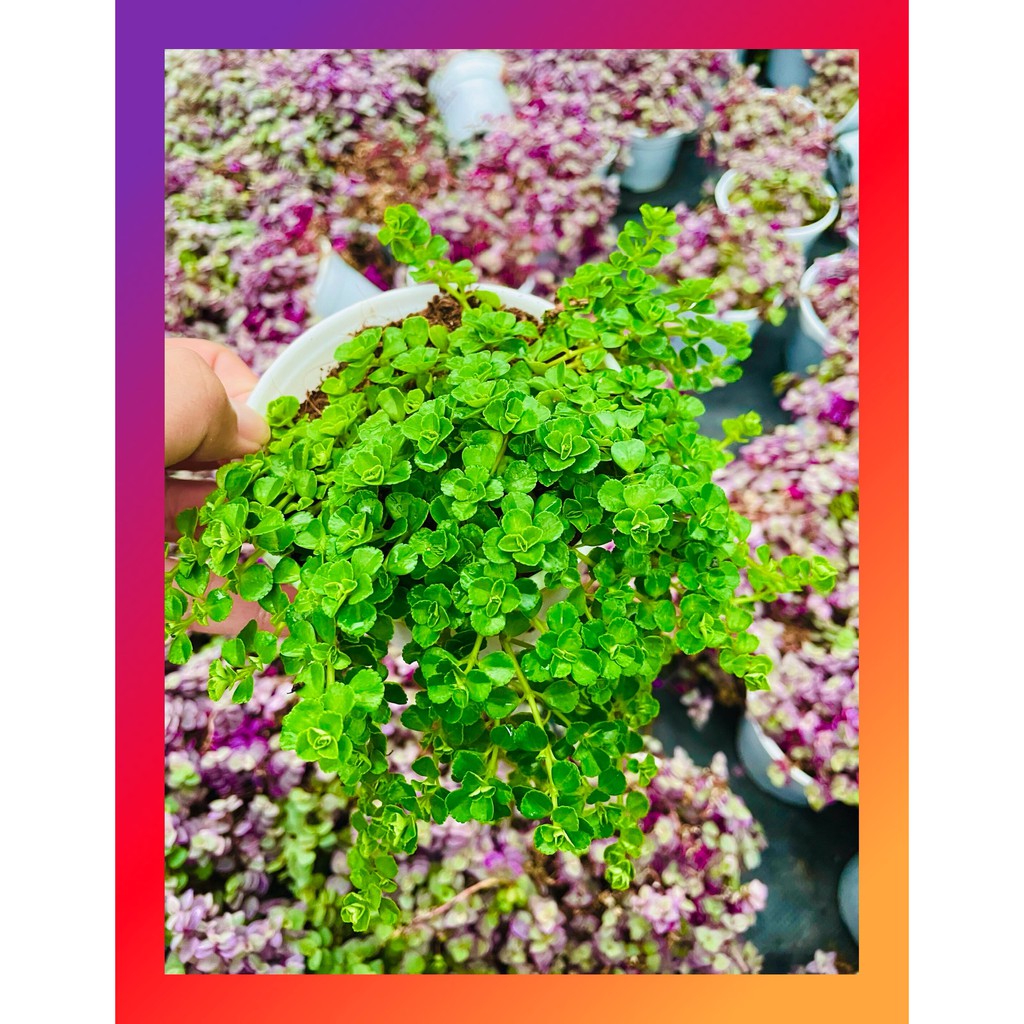 Cỏ sedum lục hà SONDA GARDEN size trung bình 10-12cm, xuất xứ Đà Lạt, khoẻ đẹp, lỗi 1 đổi 1