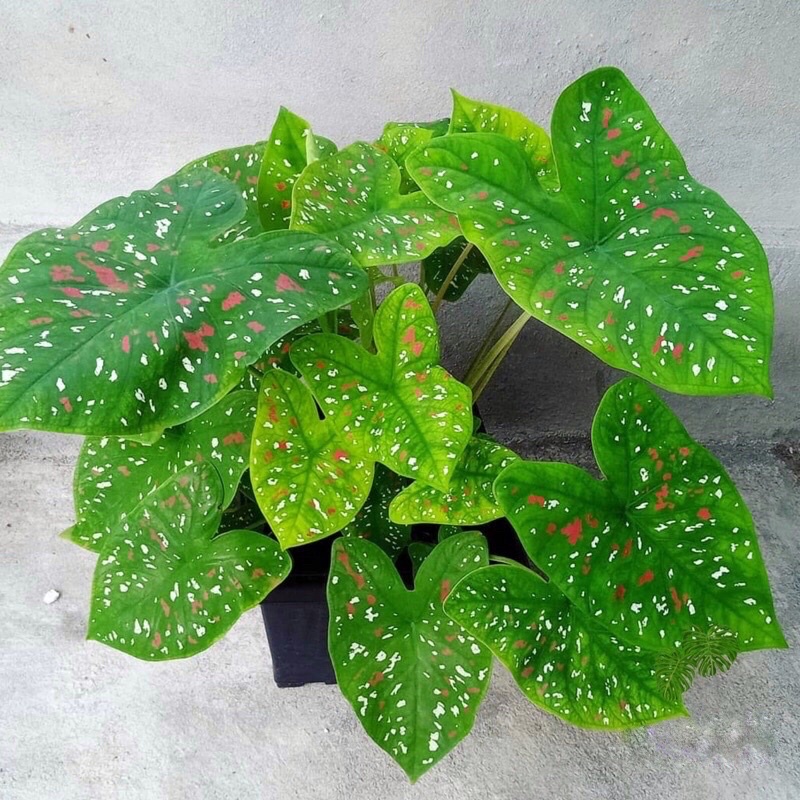 Củ🍀🌱 môn Caladium florida clown🍀🌱