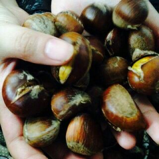 (Hạt dẻ Trùng Khánh Cao Bằng