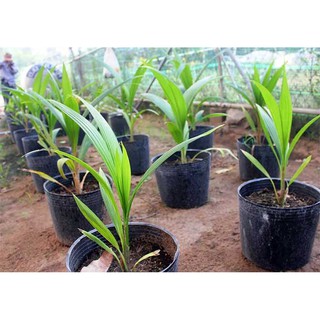 Cây Giống Dừa Sáp