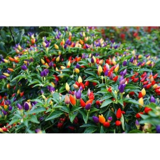 30 hạt giống ớt chỉ thiên mix mầu trông tiểu cảnh