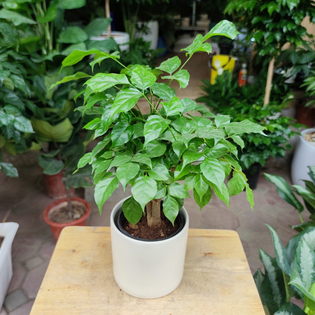 Cây hanh phúc thân gỗ để bàn cực xinh. cây nội thất văn phòng cao 30cm