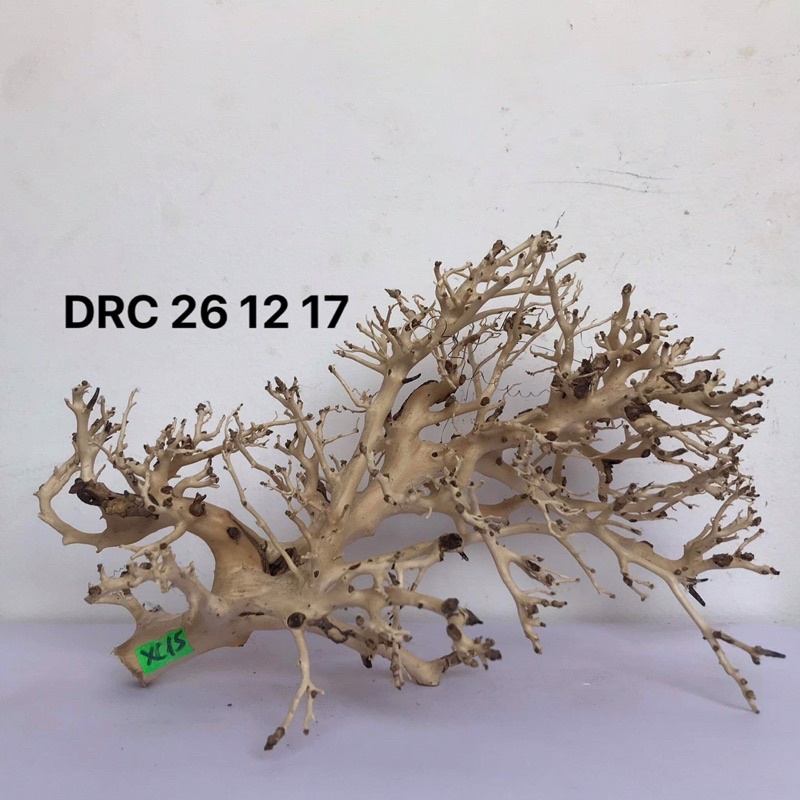 LŨA XƯƠNG CHÙM DÙNG ĐỂ SETUP TÁN CHO CÂY BONSAI, HỒ CÁ