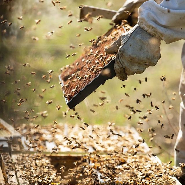 Mật ong Manuka Úc Waimete Honey MGO 30+ 250g