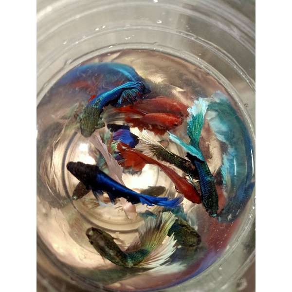 BETTA ĐUÔI XÒE Loạn Màu SIÊU ĐẸP 1con trống tặng thức ăn