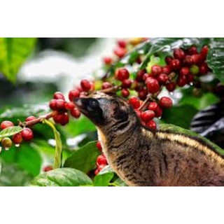 CÀ PHÊ XAY CHỒN BAN MÊ 500G
