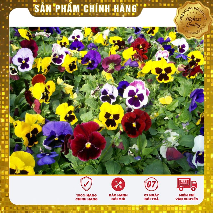 Hạt giống HOA BƯỚM PANSY mix nhiều màu