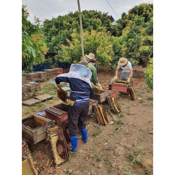 Mật Ong Nguyên Chất Hoa Rừng Keo 1 Lít