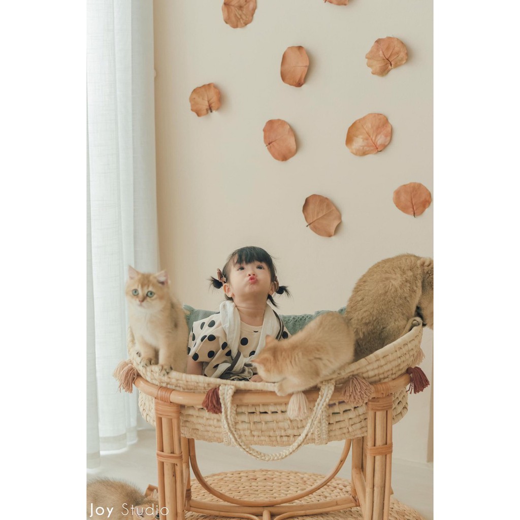 10 Lá Bàng Khô Hoàng Sa Trang Trí Concept Siêu Xinh Xắn Dành Để Trang Trí Concept Làm Nguyên Liệu Handmade Cho Bé