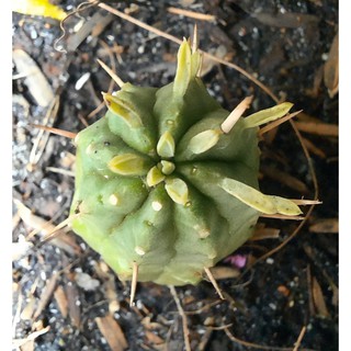 Cây Euphor gai nâu - Euphorbia Aggregata ( 2.1cm - 2.5cm ) _ ( Vườn xương rồng EXOTICACTUS )